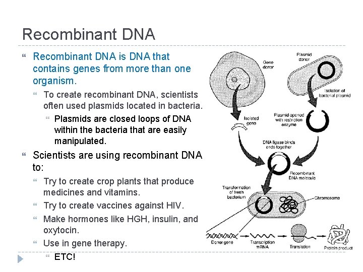 Recombinant DNA is DNA that contains genes from more than one organism. To create