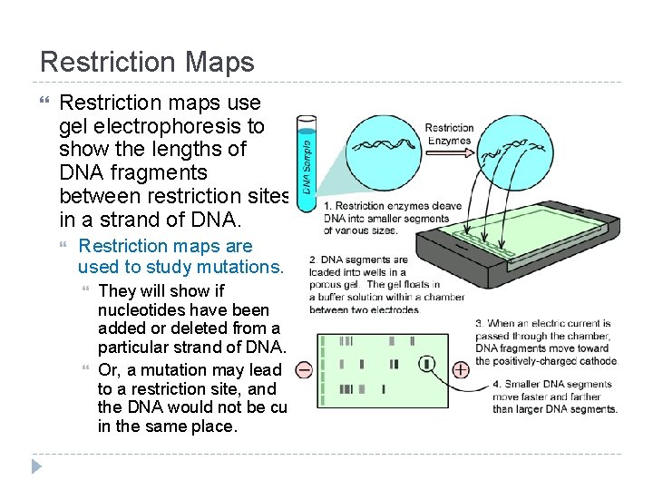 Restriction Maps Restriction maps use gel electrophoresis to show the lengths of DNA fragments