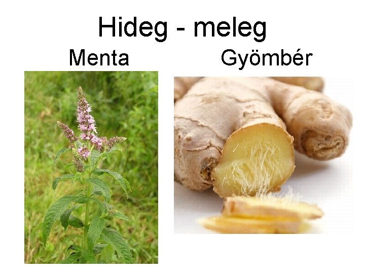 Hideg - meleg Menta Gyömbér 