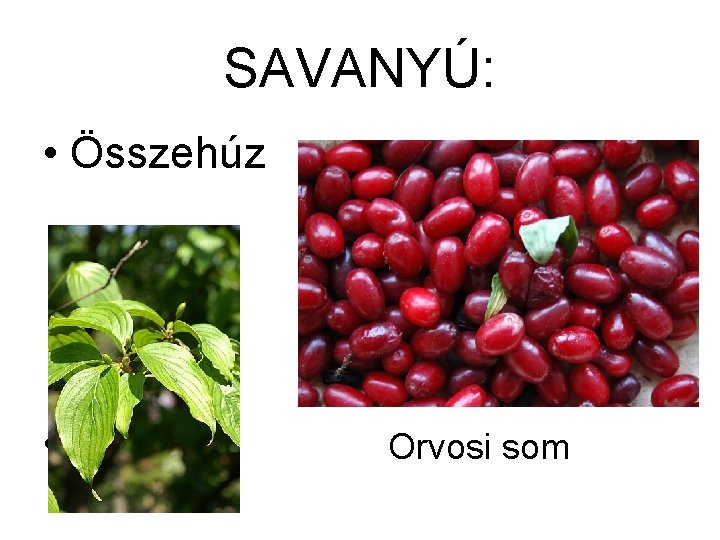 SAVANYÚ: • Összehúz • Orvosi som 