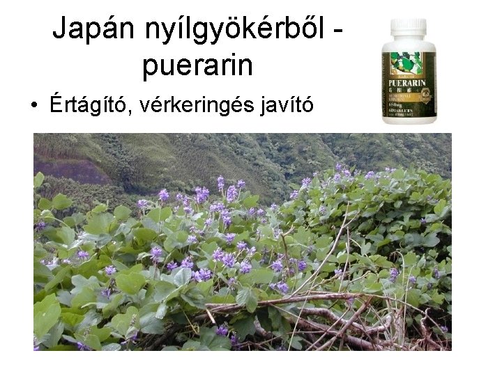 Japán nyílgyökérből puerarin • Értágító, vérkeringés javító 
