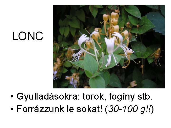 LONC • Gyulladásokra: torok, fogíny stb. • Forrázzunk le sokat! (30 -100 g!!) 