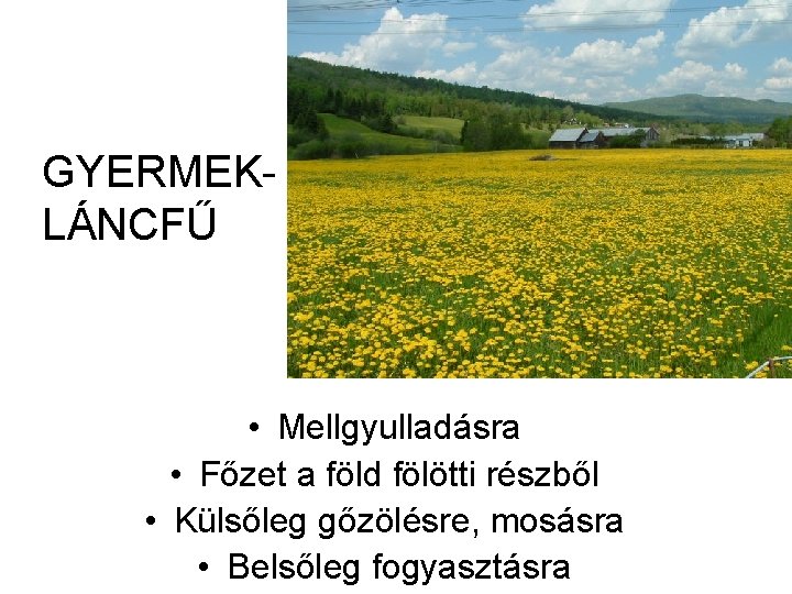 GYERMEKLÁNCFŰ • Mellgyulladásra • Főzet a föld fölötti részből • Külsőleg gőzölésre, mosásra •