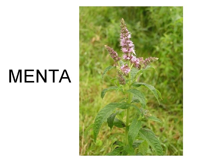 MENTA 