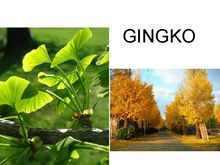 GINGKO 