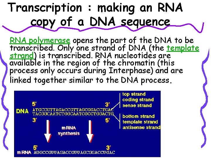 Transcription : making an RNA copy of a DNA sequence RNA polymerase opens the