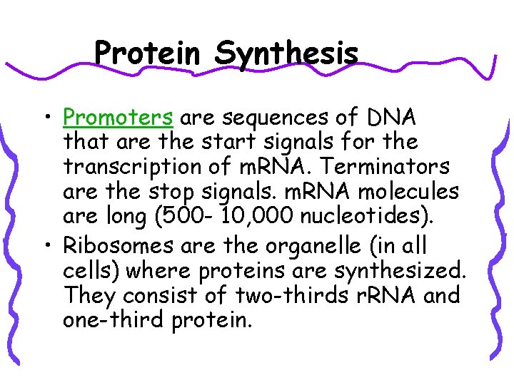 Protein Synthesis • Promoters are sequences of DNA that are the start signals for