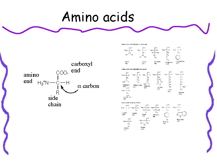 Amino acids 