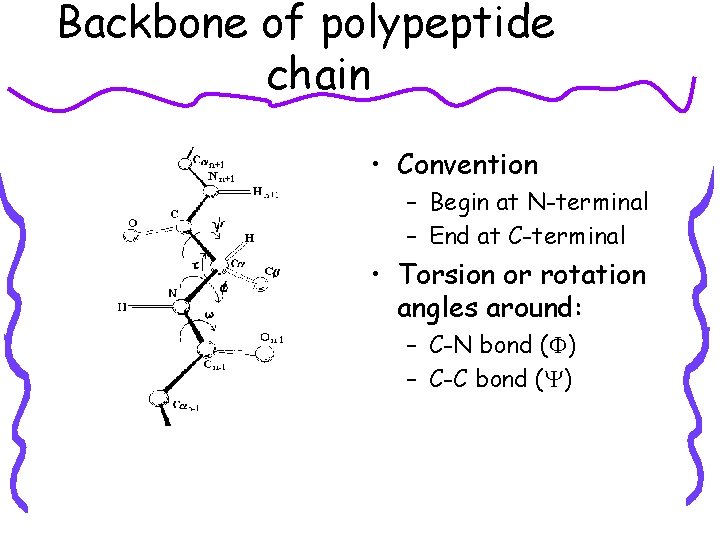 Backbone of polypeptide chain • Convention – Begin at N-terminal – End at C-terminal