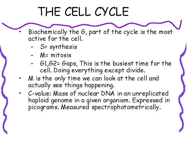 THE CELL CYCLE • • • Biochemically the G, part of the cycle is