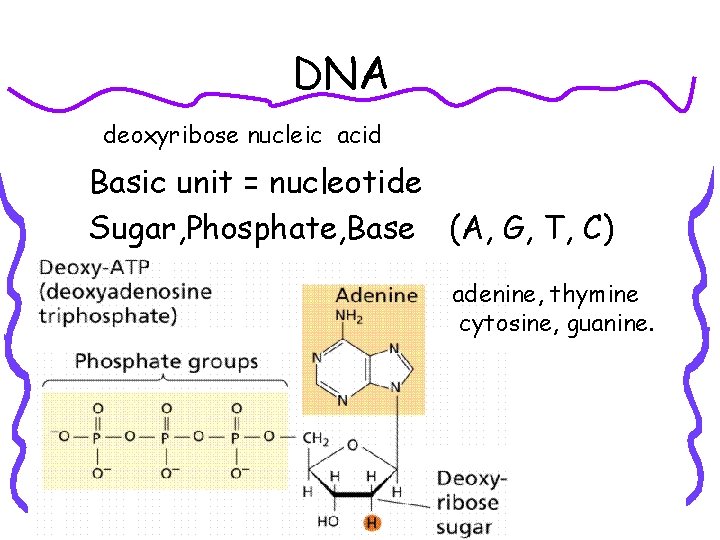 DNA deoxyribose nucleic acid Basic unit = nucleotide Sugar, Phosphate, Base (A, G, T,