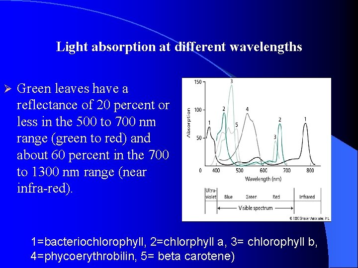Light absorption at different wavelengths Ø Green leaves have a reflectance of 20 percent