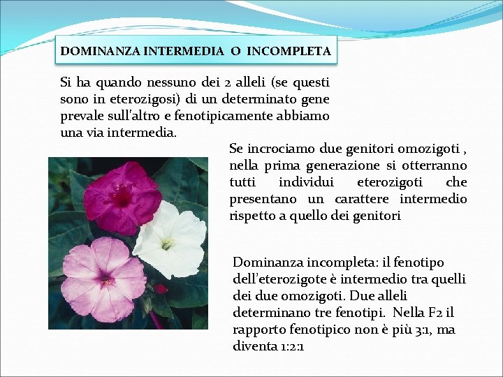 DOMINANZA INTERMEDIA O INCOMPLETA Si ha quando nessuno dei 2 alleli (se questi sono