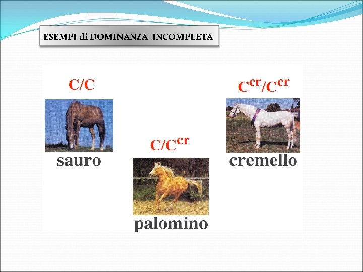 ESEMPI di DOMINANZA INCOMPLETA 