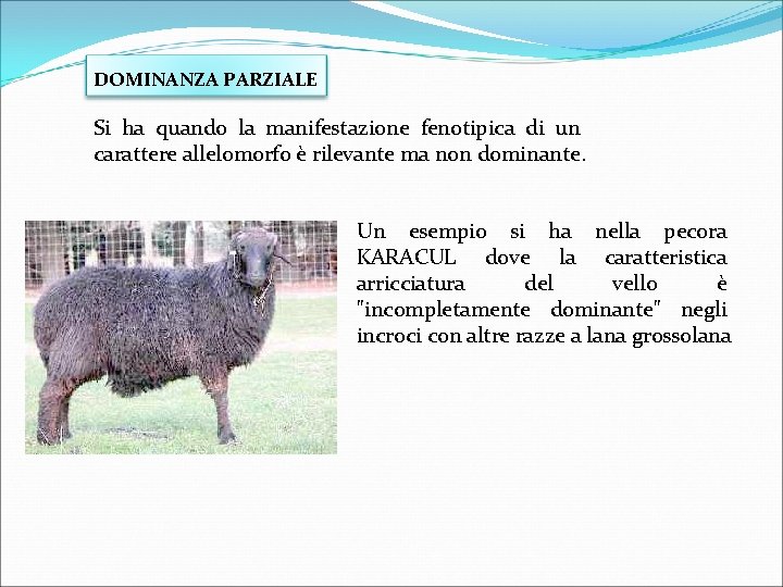 DOMINANZA PARZIALE Si ha quando la manifestazione fenotipica di un carattere allelomorfo è rilevante