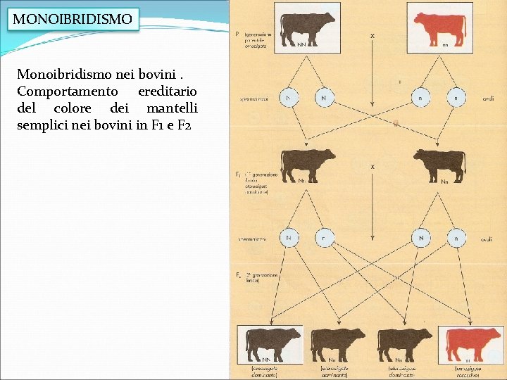 MONOIBRIDISMO Monoibridismo nei bovini. Comportamento ereditario del colore dei mantelli semplici nei bovini in