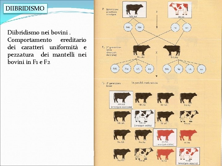 DIIBRIDISMO Diibridismo nei bovini. Comportamento ereditario dei caratteri uniformità e pezzatura dei mantelli nei