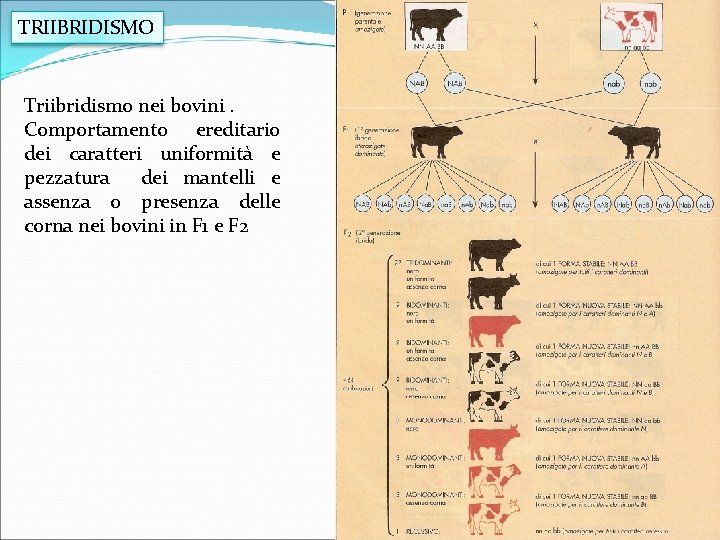TRIIBRIDISMO Triibridismo nei bovini. Comportamento ereditario dei caratteri uniformità e pezzatura dei mantelli e