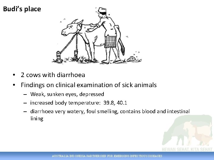 Budi’s place • 2 cows with diarrhoea • Findings on clinical examination of sick