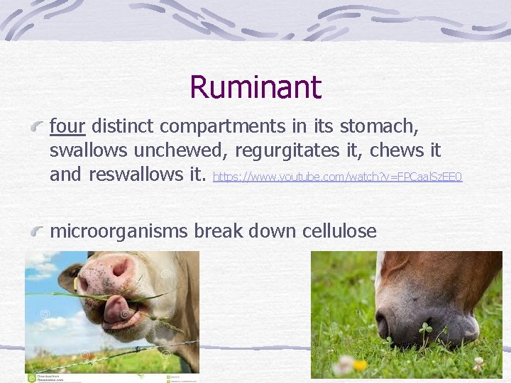 Ruminant four distinct compartments in its stomach, swallows unchewed, regurgitates it, chews it and