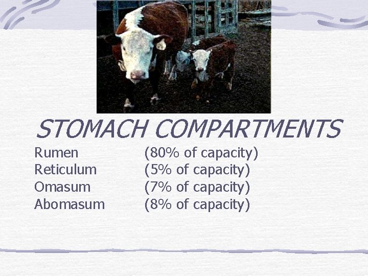 STOMACH COMPARTMENTS Rumen Reticulum Omasum Abomasum (80% of capacity) (5% of capacity) (7% of