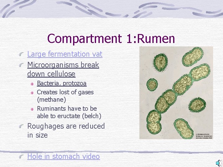 Compartment 1: Rumen Large fermentation vat Microorganisms break down cellulose Bacteria, protozoa Creates lost