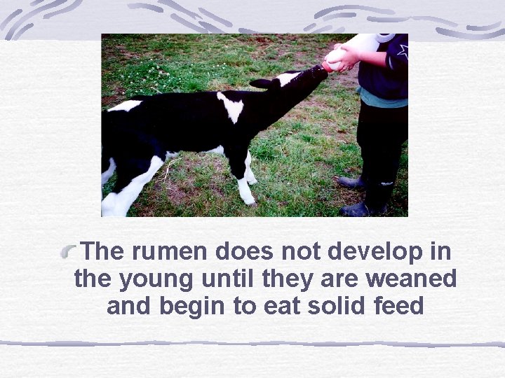 The rumen does not develop in the young until they are weaned and begin