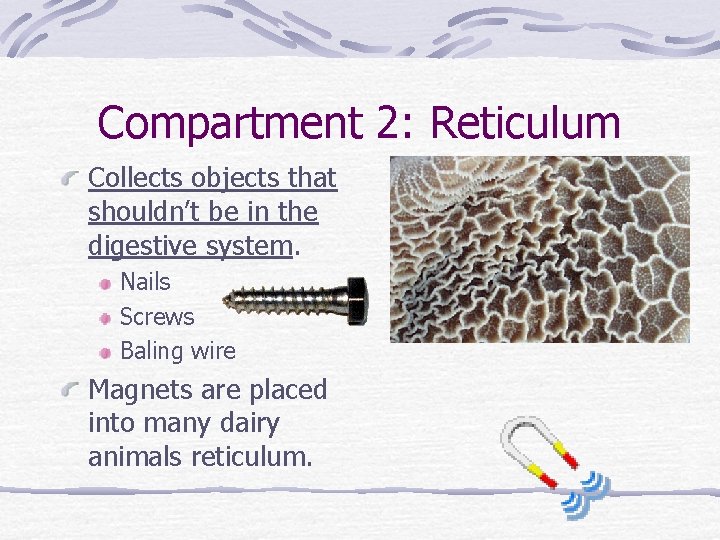 Compartment 2: Reticulum Collects objects that shouldn’t be in the digestive system. Nails Screws