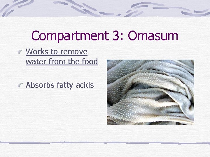 Compartment 3: Omasum Works to remove water from the food Absorbs fatty acids 