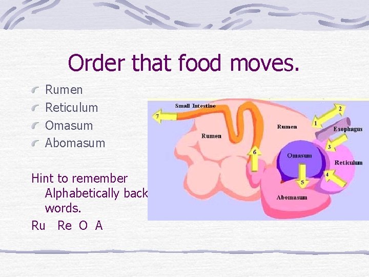 Order that food moves. Rumen Reticulum Omasum Abomasum Hint to remember Alphabetically backwords. Ru
