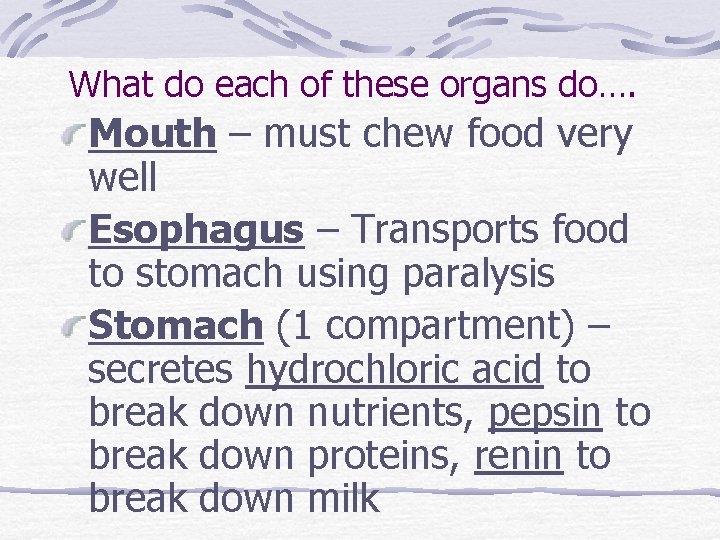 What do each of these organs do…. Mouth – must chew food very well