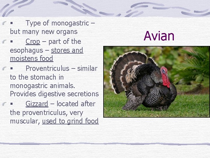 § Type of monogastric – but many new organs § Crop – part of