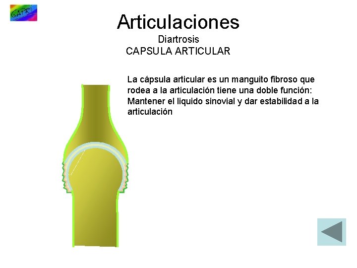 Articulaciones Diartrosis CAPSULA ARTICULAR La cápsula articular es un manguito fibroso que rodea a