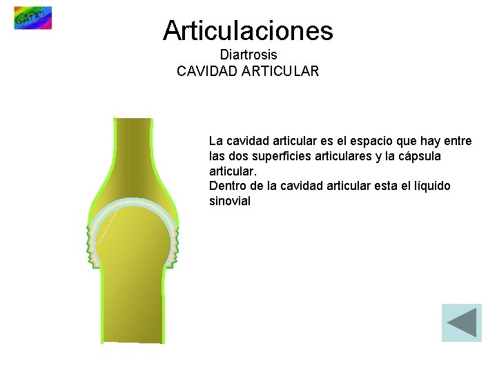 Articulaciones Diartrosis CAVIDAD ARTICULAR La cavidad articular es el espacio que hay entre las