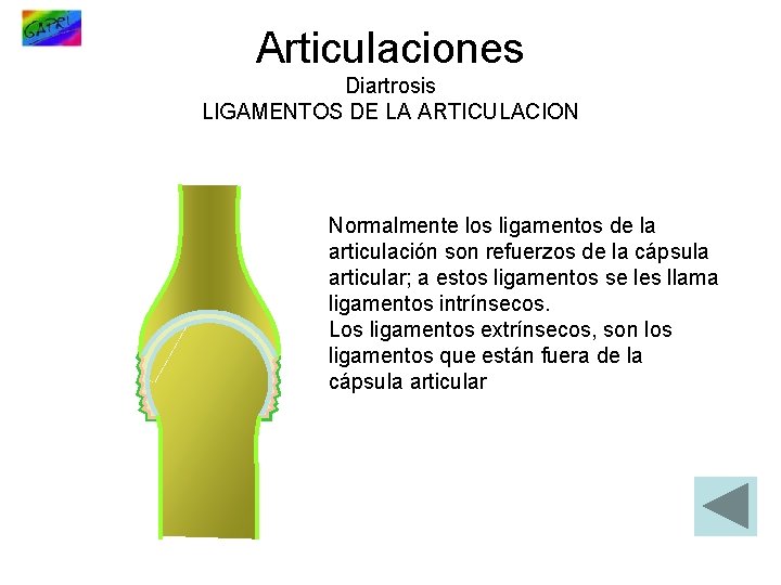 Articulaciones Diartrosis LIGAMENTOS DE LA ARTICULACION Normalmente los ligamentos de la articulación son refuerzos