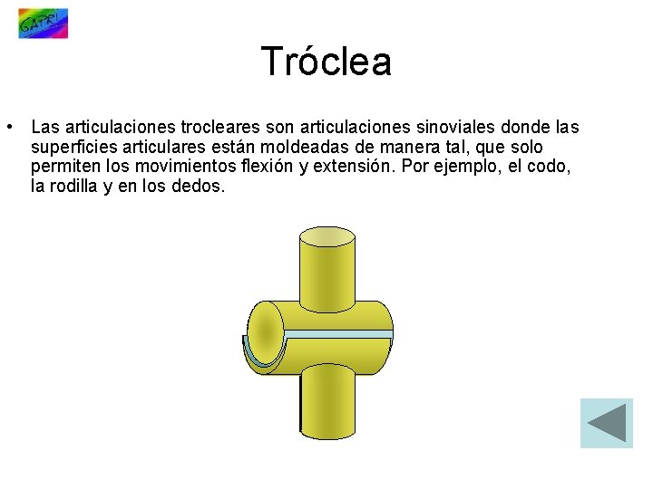 Tróclea • Las articulaciones trocleares son articulaciones sinoviales donde las superficies articulares están moldeadas
