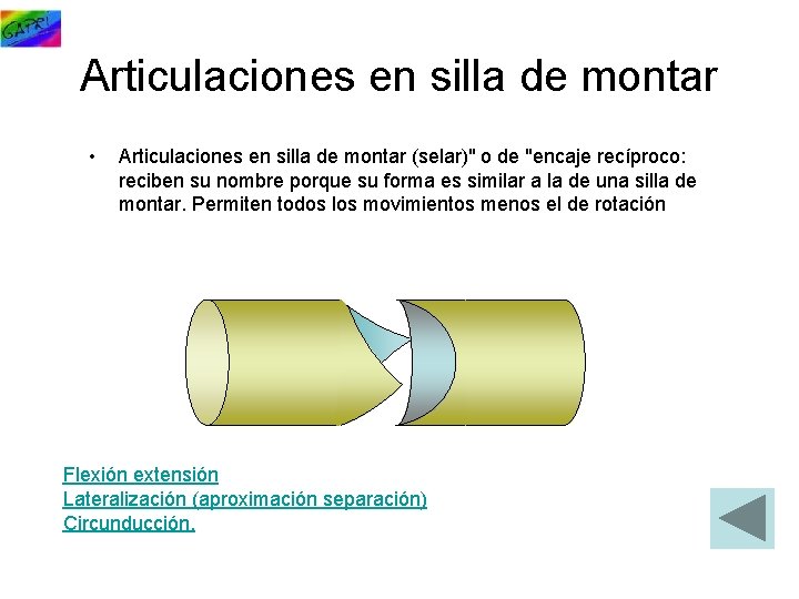 Articulaciones en silla de montar • Articulaciones en silla de montar (selar)" o de