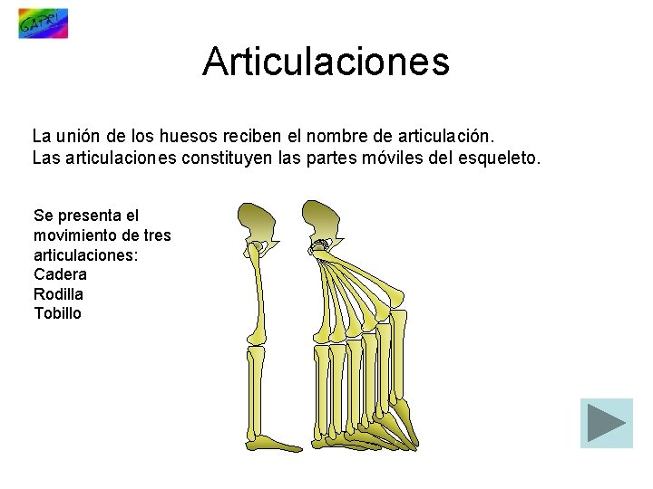 Articulaciones La unión de los huesos reciben el nombre de articulación. Las articulaciones constituyen
