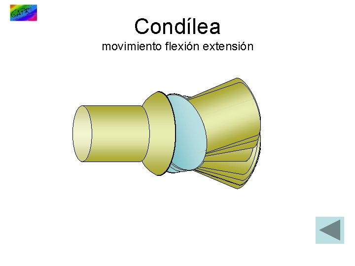Condílea movimiento flexión extensión 