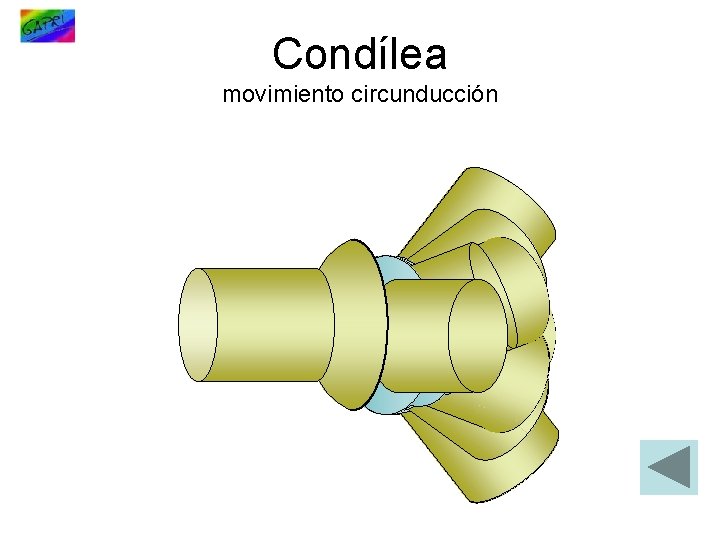 Condílea movimiento circunducción 