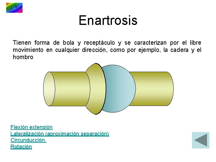 Enartrosis Tienen forma de bola y receptáculo y se caracterizan por el libre movimiento