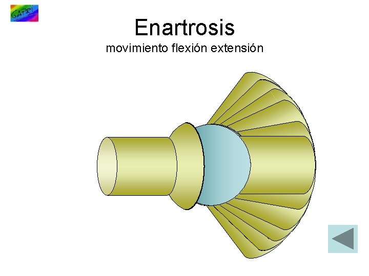 Enartrosis movimiento flexión extensión 