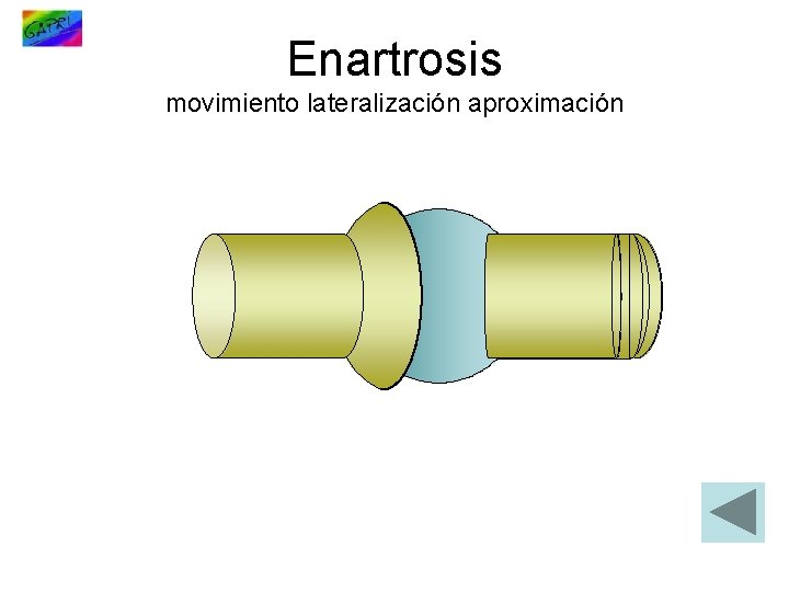 Enartrosis movimiento lateralización aproximación 