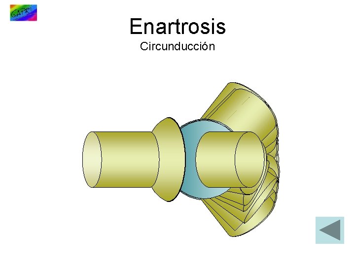 Enartrosis Circunducción 