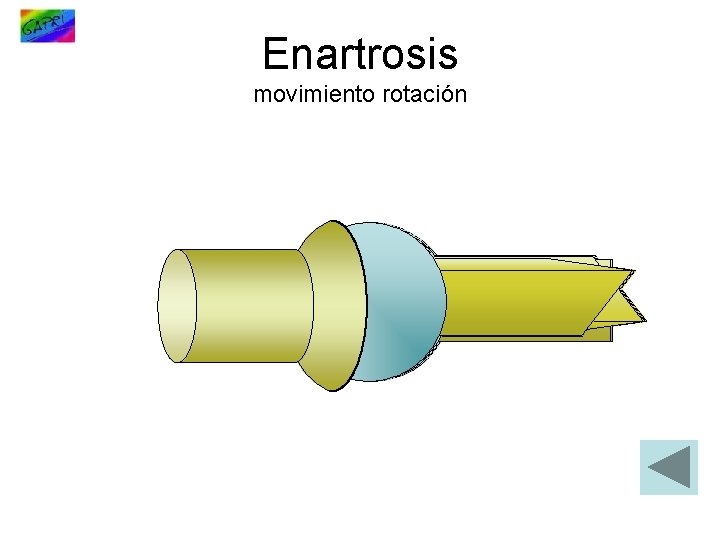 Enartrosis movimiento rotación 