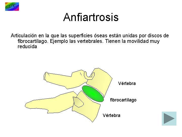 Anfiartrosis Articulación en la que las superficies óseas están unidas por discos de fibrocartílago.