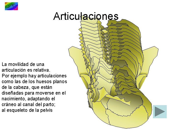 Articulaciones La movilidad de una articulación es relativa. Por ejemplo hay articulaciones como las