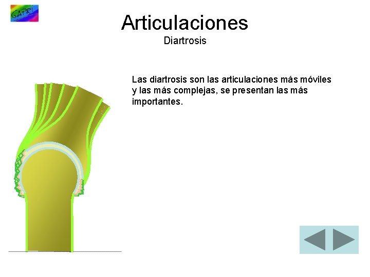Articulaciones Diartrosis Las diartrosis son las articulaciones más móviles y las más complejas, se