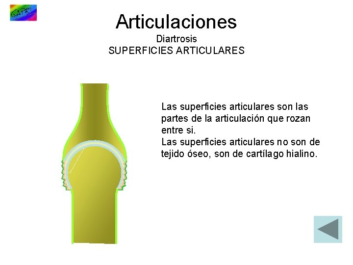 Articulaciones Diartrosis SUPERFICIES ARTICULARES Las superficies articulares son las partes de la articulación que