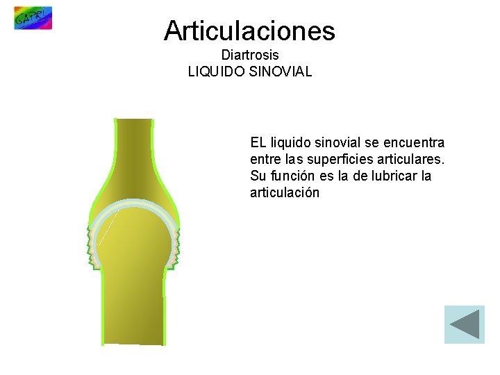 Articulaciones Diartrosis LIQUIDO SINOVIAL EL liquido sinovial se encuentra entre las superficies articulares. Su